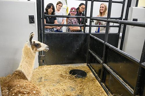 As part of the Starkville-Oktibbeha School District’s enrichment camps, students enjoyed tours of several MSU facilities, including the College of Veterinary Medicine. (Photo by Tom Thompson)
